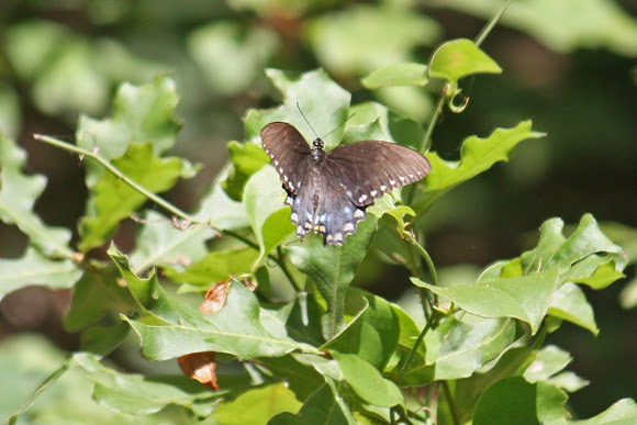 Spotting Image 1