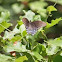 Spicebush Swallowtail