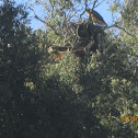 Red Tailed Hawk