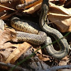 Northern Water Snake