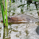 Florida Softshell Turtle