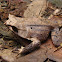Javan horned frog
