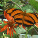 Orange tiger