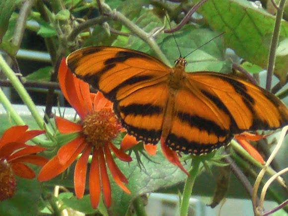 Spotting Image 1