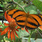 Orange tiger