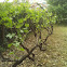 European Grape