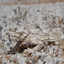 Desert Horned Lizard or Flat-tailed Horned Lizard