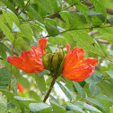 African tulip tree 火焰木