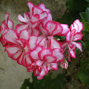 geranium