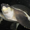 Pig-Nosed Turtle
