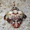 Spiny Flathead