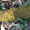 Moss