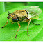 Horse fly