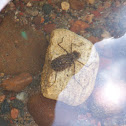 Dragonfly larvae