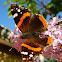 Red Admiral butterfly