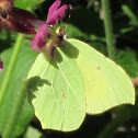 Brimstone butterfly