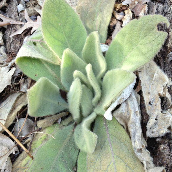 Spotting Image 1
