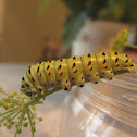 Black Swallowtail