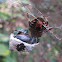 Eriophora eating a beetle