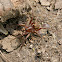 Wolf Spider