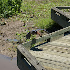 Green heron