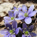 Roundlobe Hepatica