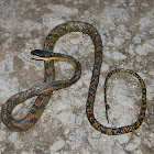 Northern birdsnake