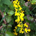 Ginestra