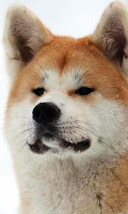 How to get AkitaInu Jigsaw Puzzle patch 1.0 apk for bluestacks