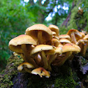 Seta del Pino / Tufted Yellow Agaric