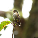 Volcano hummingbird (female)