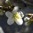 Crab Apple Blossom
