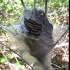 Eastern tent caterpillar