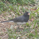 Dark-eyed Junco