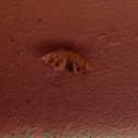 Moth