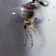 Theridion