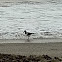 American Oystercatcher