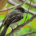 LaSagra's Flycatcher