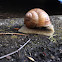 Snail