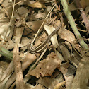 Lagarto verde o llorón (juvenile)