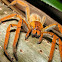 Wandering spider
