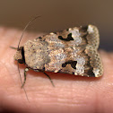 Noctuid Moth