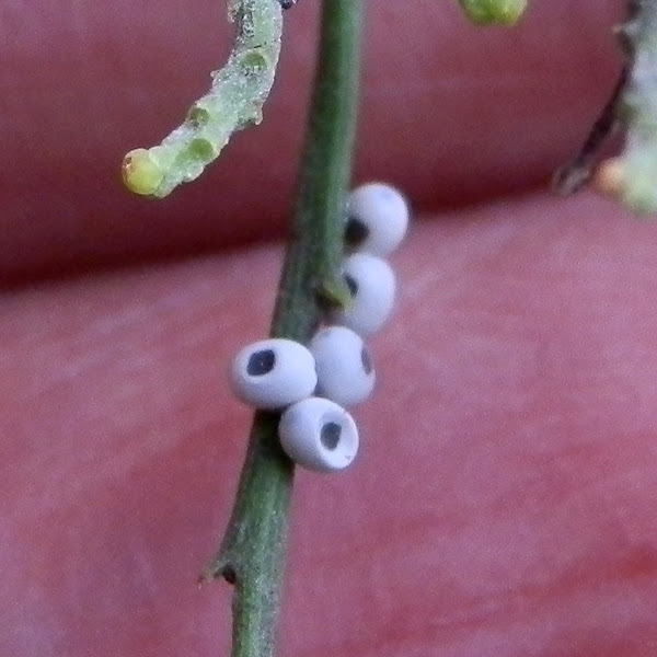 Wattle Snout Moth Eggs Project Noah