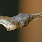 Wrap-around-spider