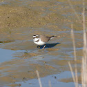 Little Ringed Plover