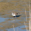 Little Ringed Plover