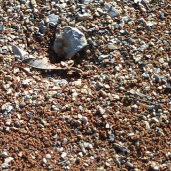 Spotting Image 1