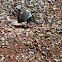 Harvester ant nest
