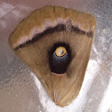 Polyphemus moth