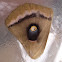 Polyphemus moth